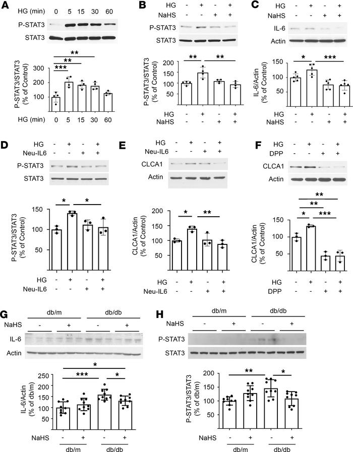 IL-6 and STAT3 mediate high glucose induction of CLCA1 in diabetic kidne...