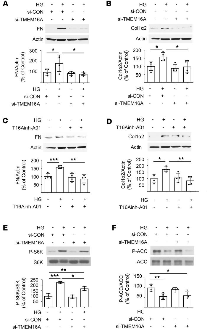 TMEM16A mediates high glucose–induced matrix proteins in proximal tubula...