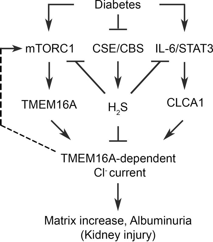A schematic summarizes the role of the CLCA1/TMEM16A/Cl– current in diab...