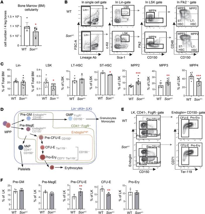 
Son haploinsufficiency causes a reduction of the early-stage HSPC (LSK)...