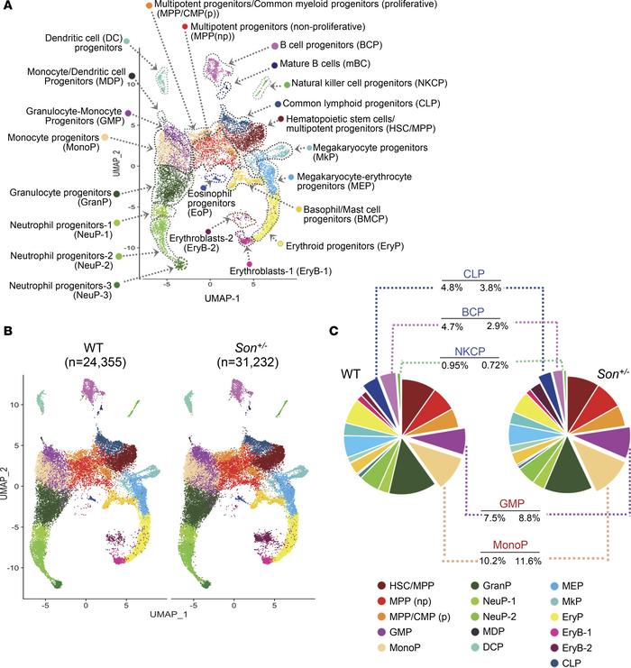 scRNA-Seq and transcriptional state–based clustering of HSPCs reveal sig...