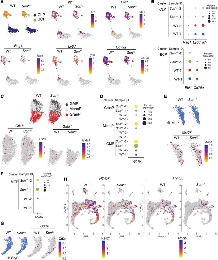 Differential gene expression analysis in hematopoietic progenitor cluste...