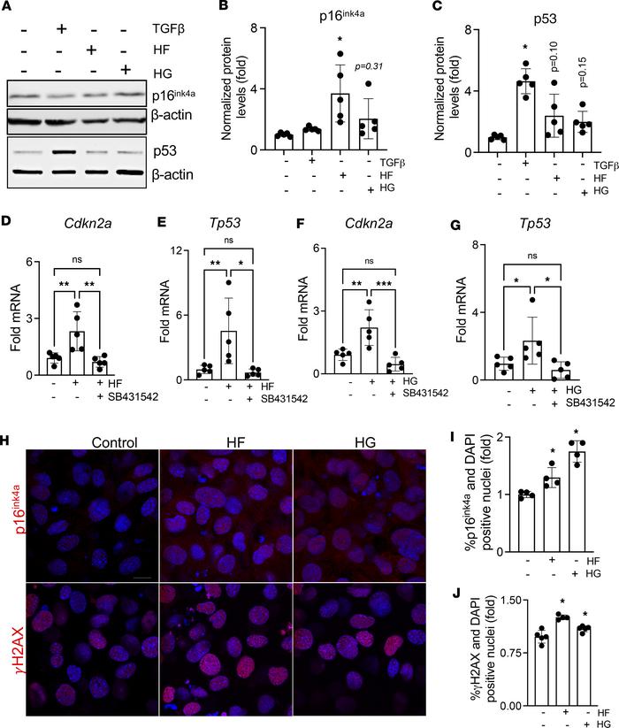 Hyperglycemia and hyperlipidemia promote cellular senescence through TGF...