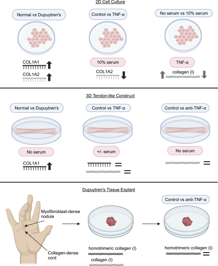 graphical abstract