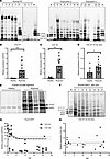 Type I collagen and proline-rich protein synthesis in tendon and ligament e