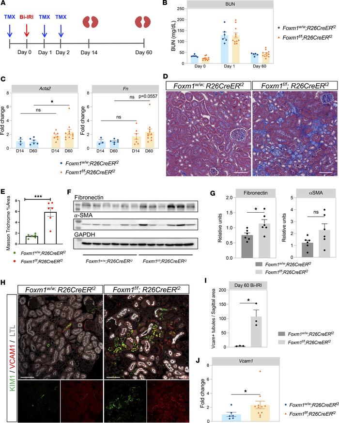 Long-term effect of Foxm1 deletion during IRI injury.
(A) Experimental p...