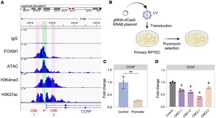 Targeting potential FOXM1 binding sites for CCNF regulation using CRISPR...