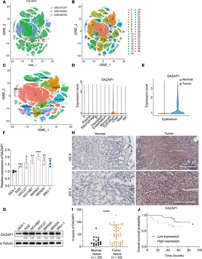 DAZAP1 expression and its association with prognosis in GC.
(A) Integrat...