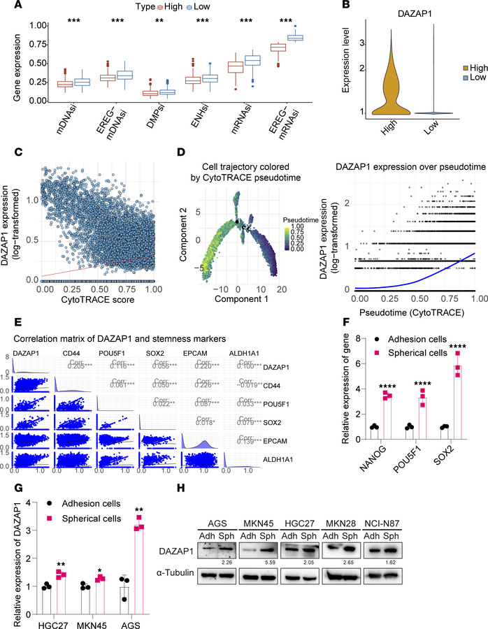 Elevated DAZAP1 expression in GCSCs.
(A) Stemness indices of TCGA-STAD s...