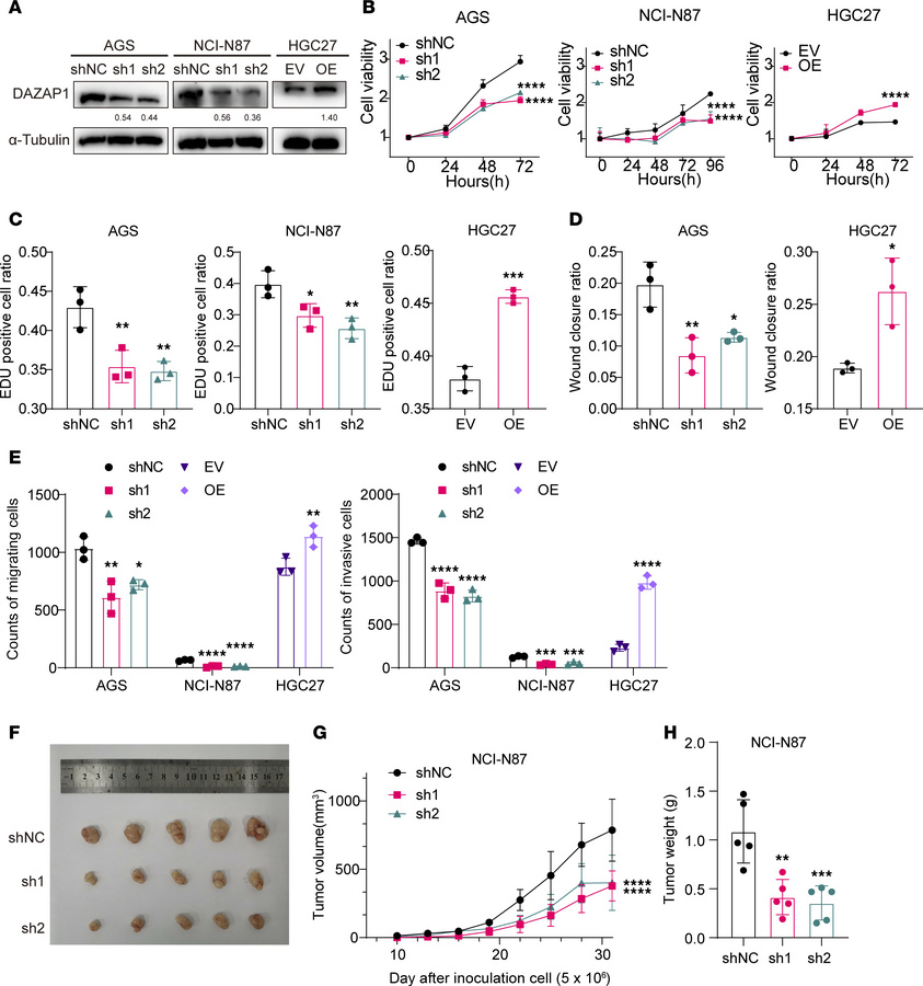 The impact of DAZAP1 on malignant phenotypes in GC.
(A) DAZAP1 knockdown...