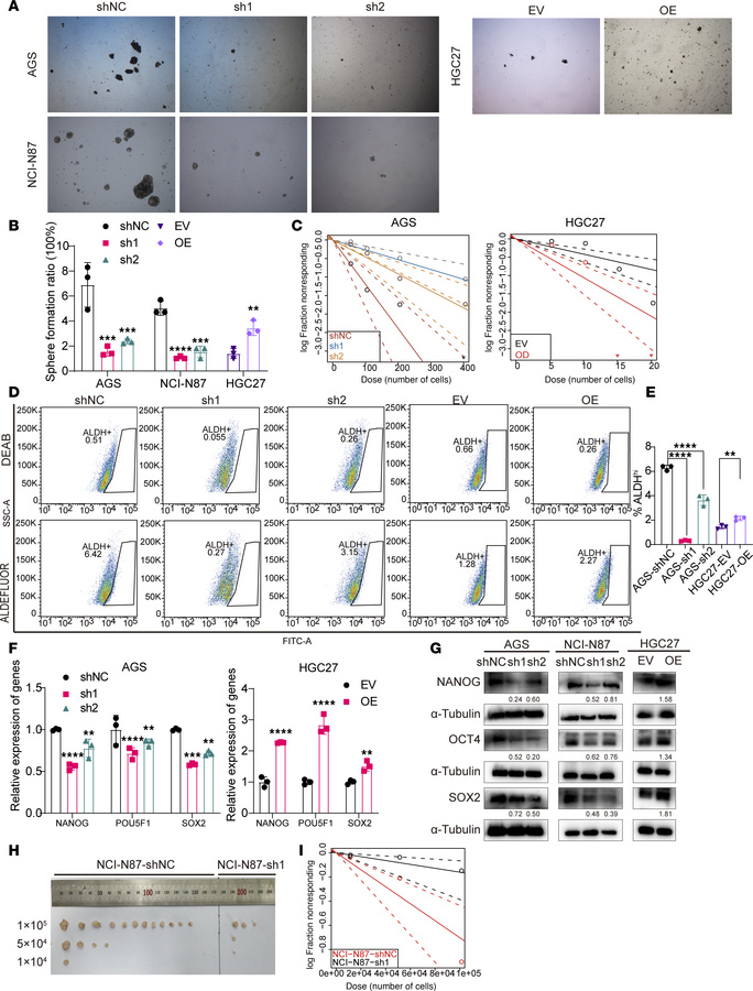 DAZAP1 promotes stemness properties in GC.
(A and B) Sphere formation as...