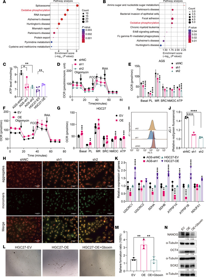 DAZAP1 enhances OXPHOS activity and GC cell stemness.
(A and B) KEGG fun...