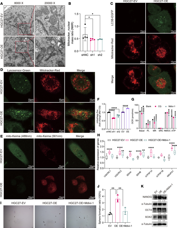 DAZAP1 enhances OXPHOS and maintains cell stemness in GC by inducing mit...