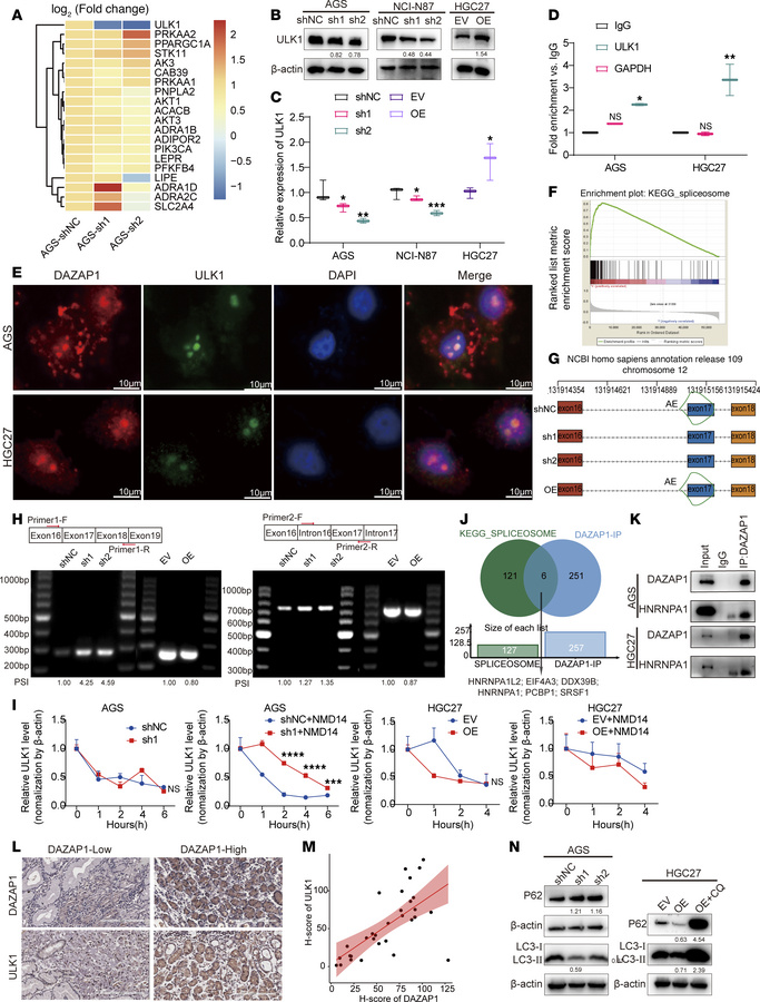 DAZAP1 regulates alternative splicing of ULK1 to activate mitophagy.
(A)...