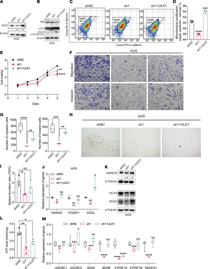 ULK1-mediated mitophagy is essential for DAZAP1-induced stemness in GC c...