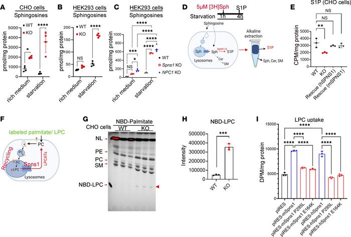 SPNS1 is required for sphingosine and LPC release from lysosomes.
(A–C) ...