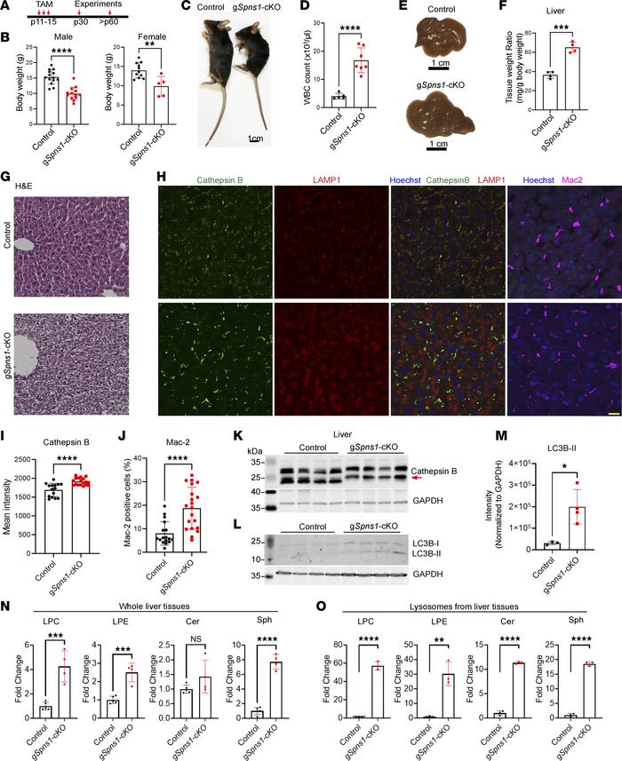 Spns1-KO mice exhibit lysosomal storage phenotypes.
(A) Illustration of ...