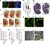 SPNS1 is a putative lysosomal transporter that is required for survival in