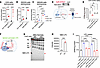 SPNS1 is required for sphingosine and LPC release from lysosomes.