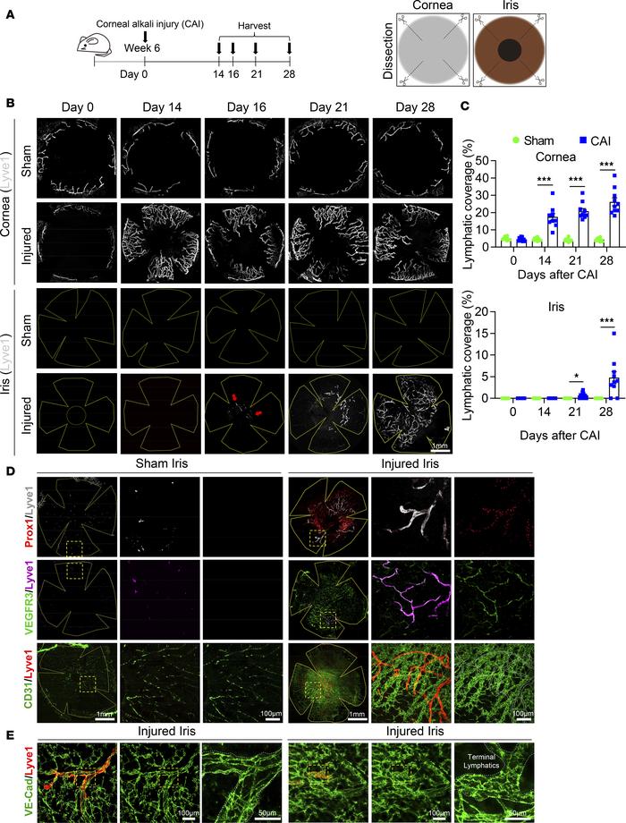 Corneal alkali injury (CAI) induces iridial lymphangiogenesis.
(A) Schem...