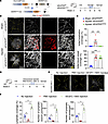 CAI-induced iridial lymphangiogenesis depends on VEGFC/VEGFR3 signaling.