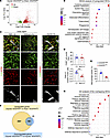 Transcriptomic characterization of CAI-treated iris tissues.