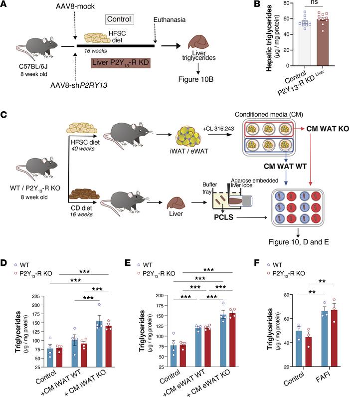 Increased liver steatosis associated with the lack of P2Y13-R depends on...