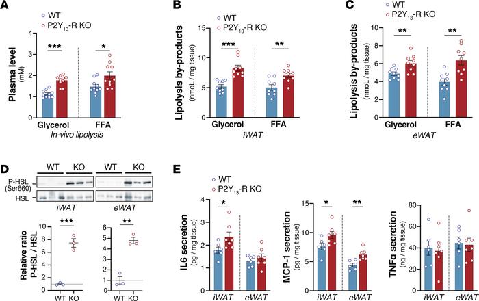 In vivo and ex vivo lipolytic activities of adipose tissues are increase...