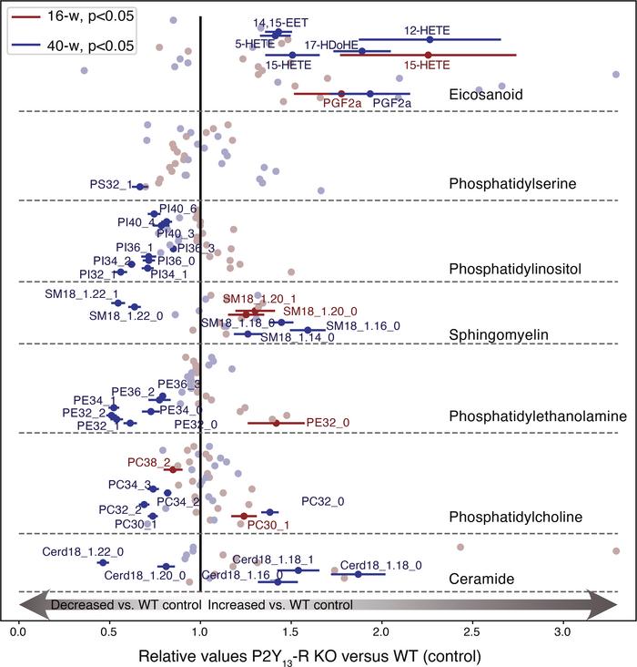 Lack of P2Y13-R impacts liver lipidome after 16 and 40 weeks of HFSC die...