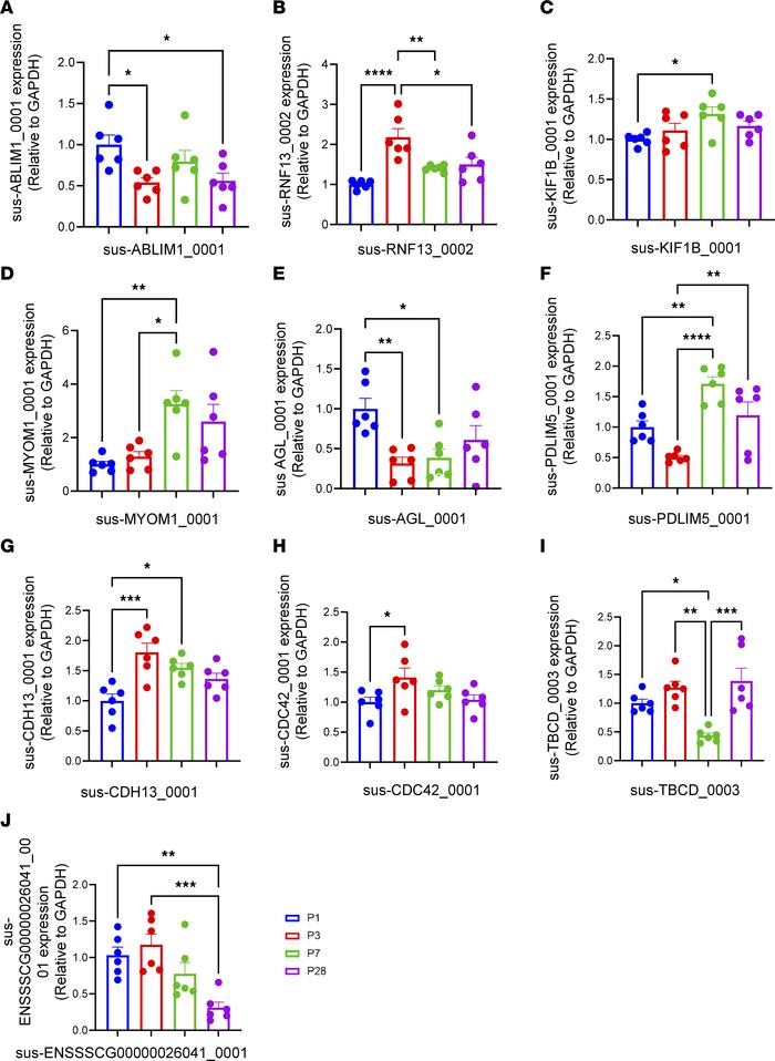 Validation of circRNA expression in neonatal pig hearts.
(A–J) qRT-PCR w...