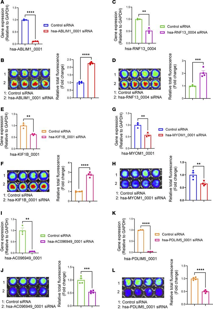 circRNAs that modulate cardiomyocyte cell cycle.
hiPSC-CMs at day 28 aft...