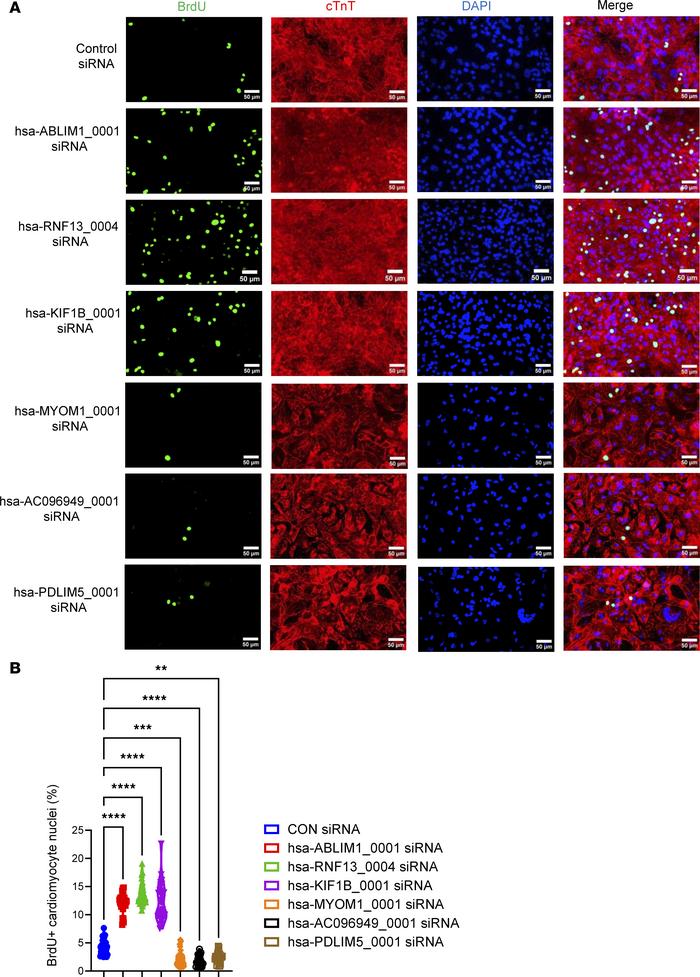 Evaluation of cardiomyocyte cell cycle via BrdU incorporation assay.
hiP...