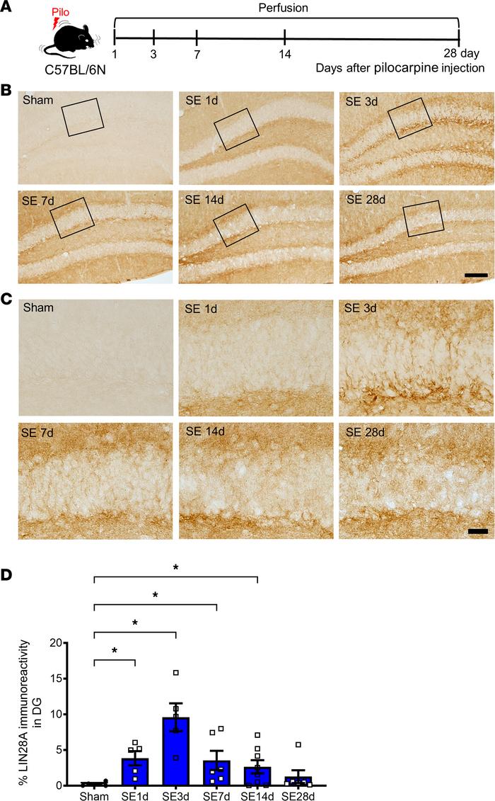 Spatiotemporal expression of LIN28A protein in the hippocampus after pil...