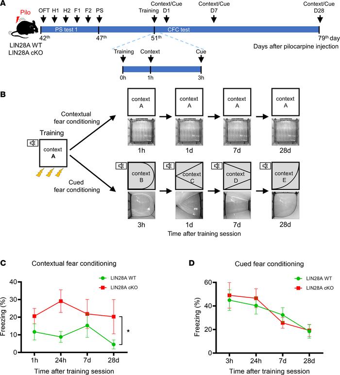 Amelioration of hippocampus-dependent memory impairment in epileptic LIN...