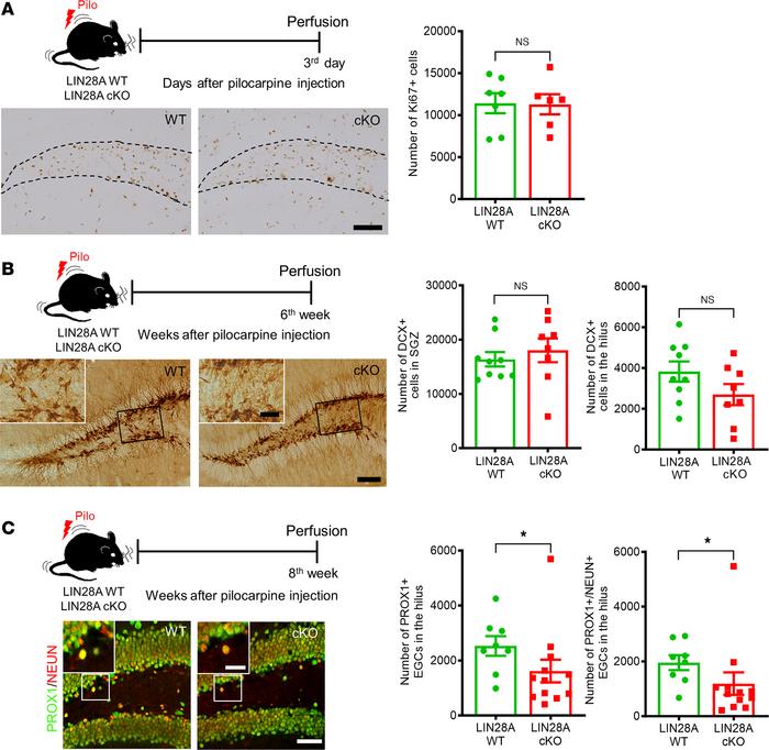 Effects of LIN28A conditional deletion on seizure-induced aberrant hippo...