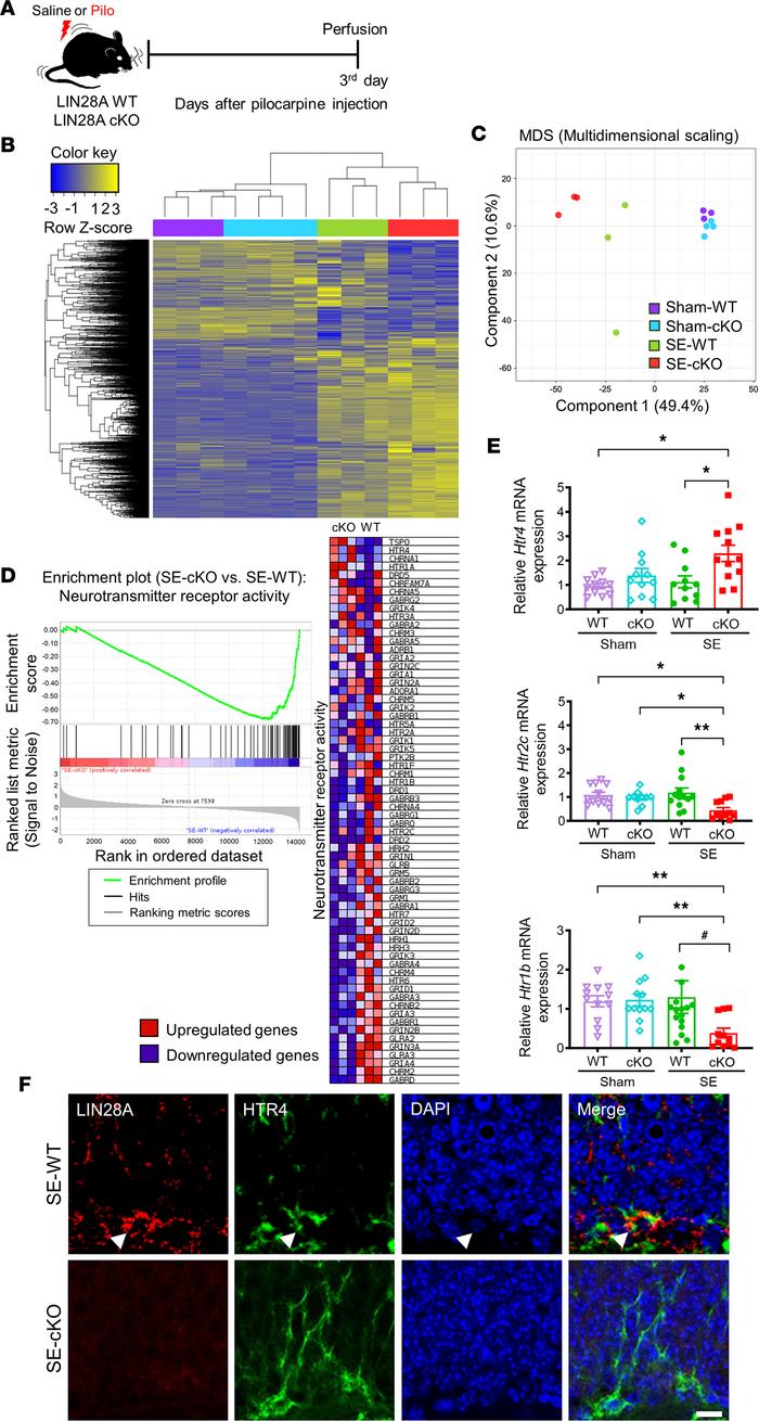 Transcriptomics analysis of hippocampi from LIN28A cKO WT and -cKO mice ...