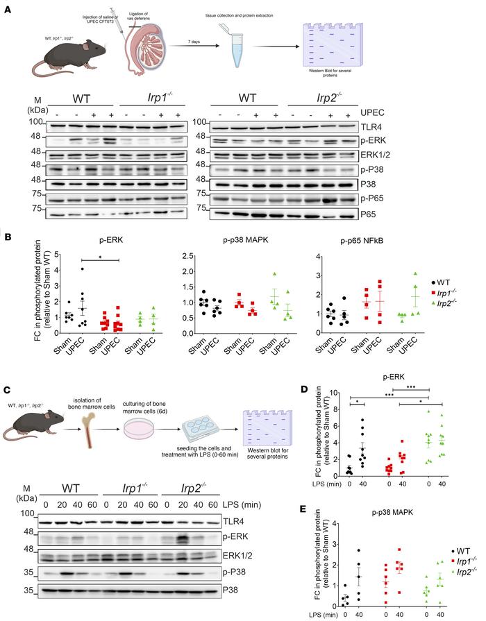 Impairment of the ERK signaling pathway in Irp1–/– testes.
(A–E) Protein...