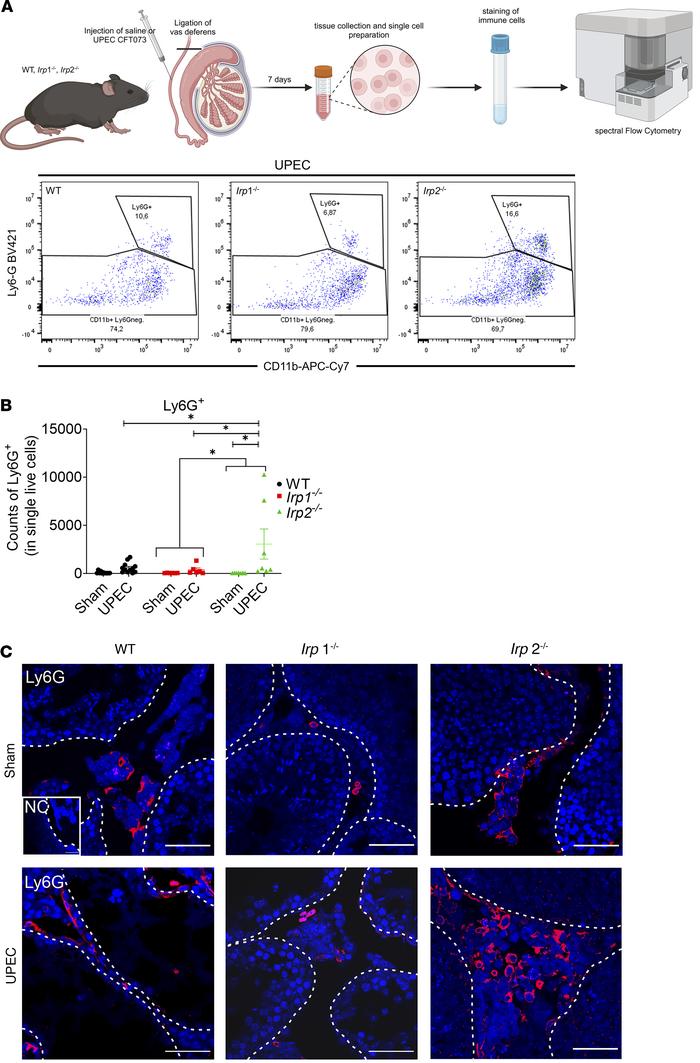 Increased neutrophil recruitment in infected Irp2–/– testes compared wit...