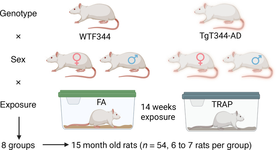 Overall study design.
Male and female rats were exposed to filtered air ...