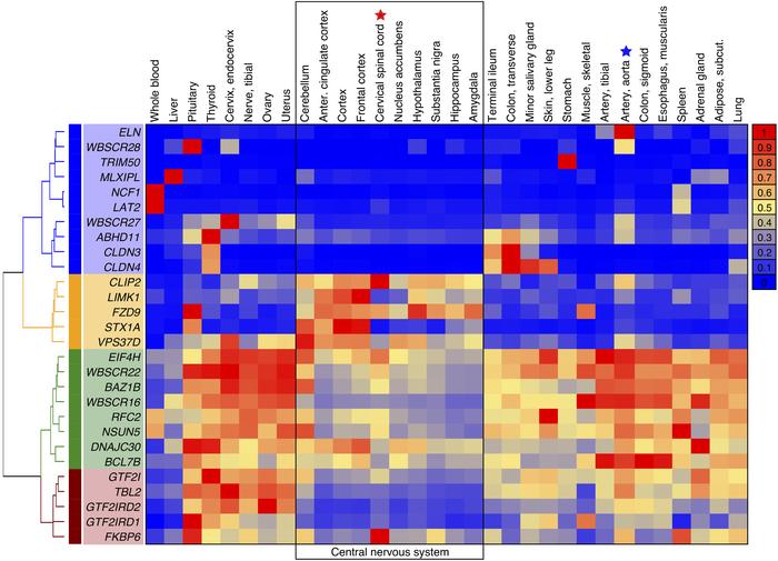 Expression of genes in the 7q11.23 locus in body organs and CNS.
Transcr...