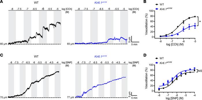 Cantú mice exhibit endothelial dysfunction.
(A) Representative recording...
