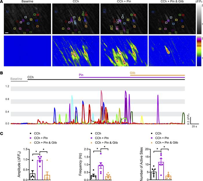 KATP channel activation increases endothelial cell Ca2+ influx.
(A) Repr...