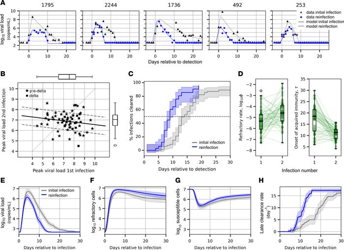 Mechanistic underpinning of more rapid clearance of SARS-CoV-2 during re...