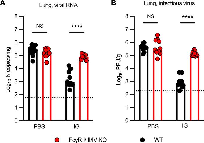 The reduction in XBB.1.5 lung infection following IG prophylaxis is Fc e...