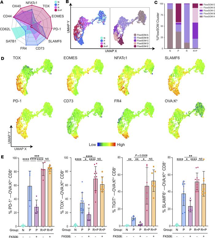 Pregnancy programs distinct exhaustion phenotypes in memory vs. naive OV...
