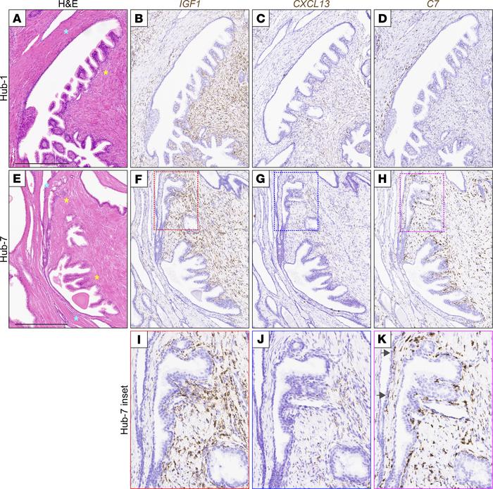 RISH verifies IGF1 and CXCL13 expression in inner (inductive) stroma.
(A...