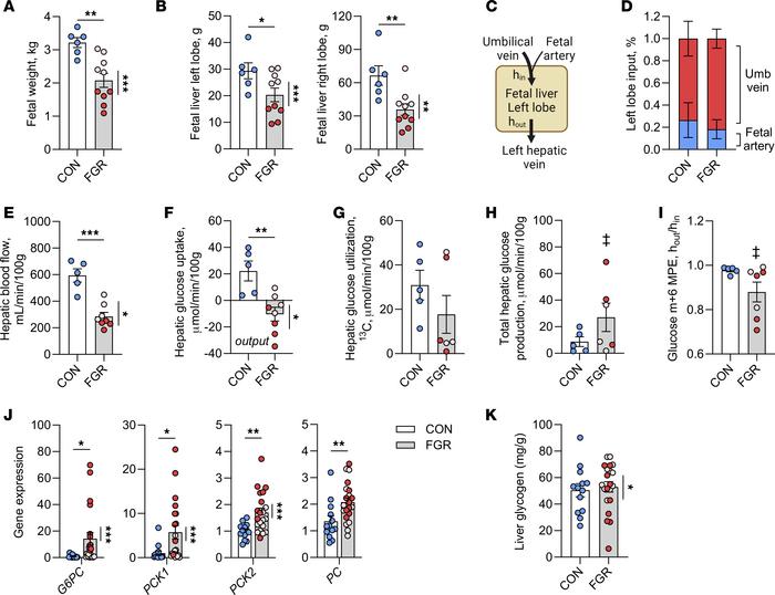 Decreased hepatic blood flow and increased hepatic glucose production in...