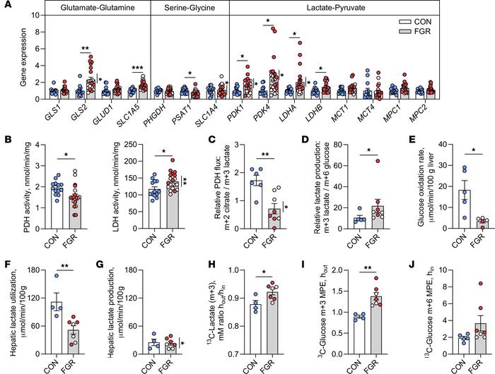 Amino acid, pyruvate, and lactate metabolism.
(A) Gene expression in CON...