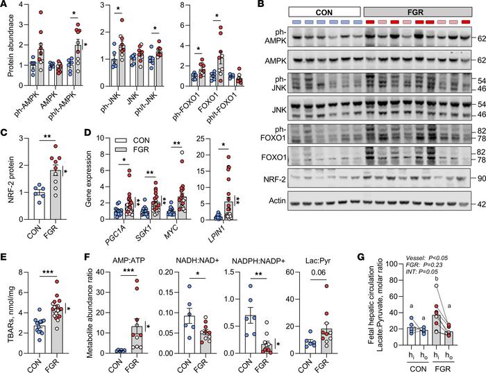 Nutrient signaling and oxidative stress.
(A) Protein expression in CON a...