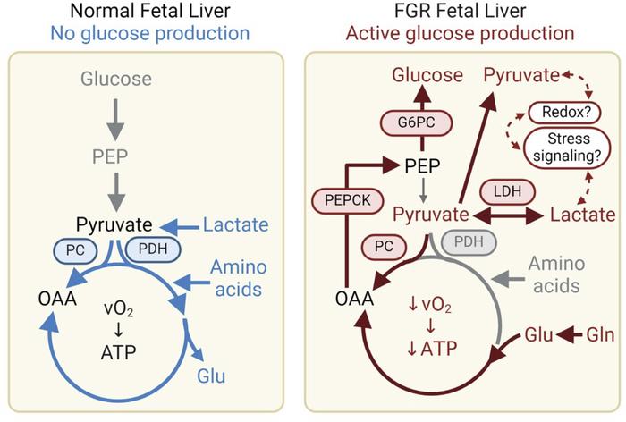 Increased hepatic glucose production and reduced hepatic oxidative metab...